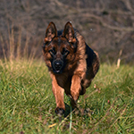 red and black german shepherd puppies for sale near me
